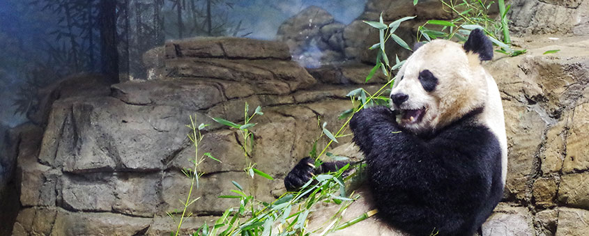 Panda eating bamboo