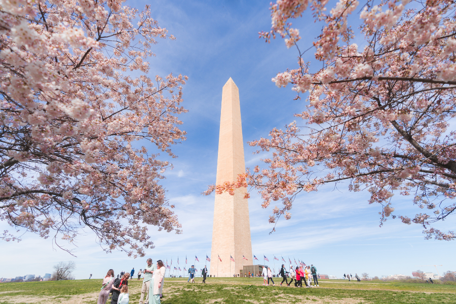 Washington Monument cherry blossoms