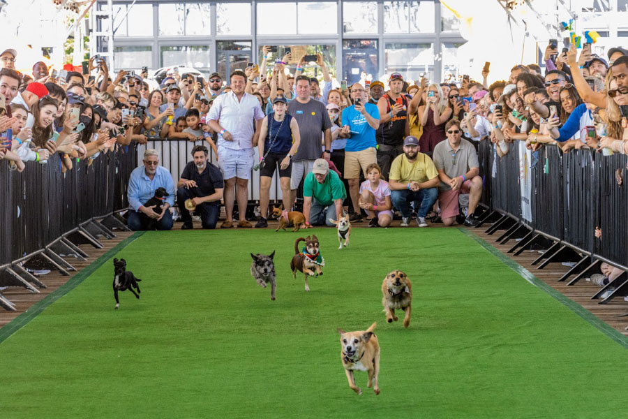 Chihuahuas racing on the pier at The Wharf
