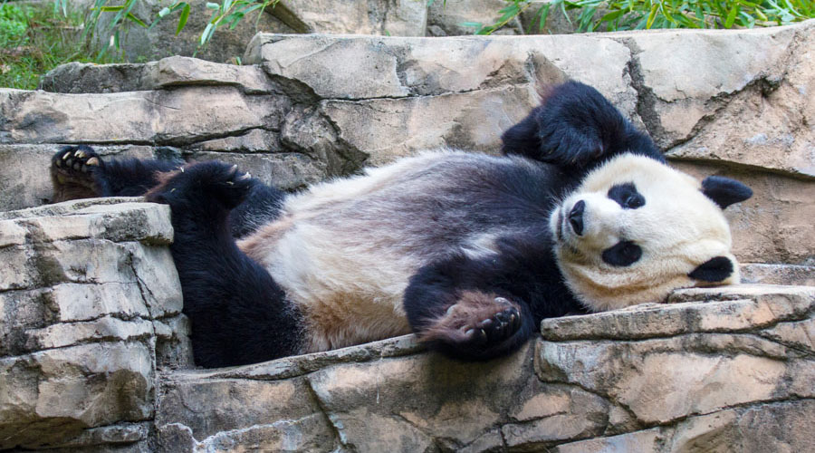 Panda at The National Zoo