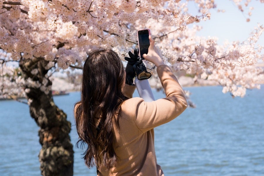 A visitor photographs cherry blossoms along the Tidal Basin waterfront on a sunny day.
