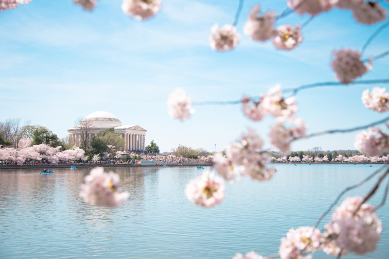 Leitfaden zum National Cherry Blossom Festival in Washington, DC - Die besten Aktivitäten in diesem Frühjahr in DC
