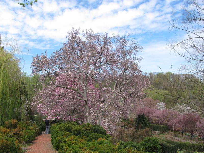 Springtime cherry blossoms in bloom at Dumbarton Oaks in Georgetown - Where to photograph the cherry blossoms in Washington, DC