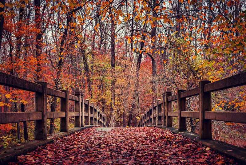 @christine501 - Fall foliage in Rock Creek Park - Outdoor parks and things to do in Washington, DC