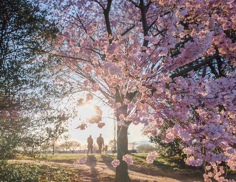 @amandaeisner - Couple near Washington, DC Tidal Basin during National Cherry Blossom Festival cherry blossom tree peak bloom