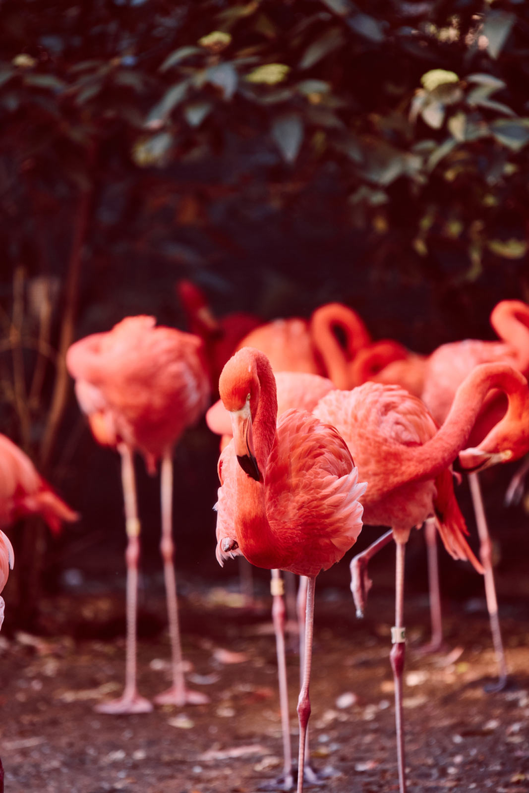 Flamingos at the Smithsonian National Zoo - Things to Do in Washington, DC
