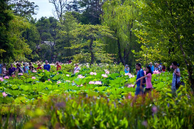 Lotus and Water Lily Festival at the Kenilworth Aquatic Gardens - Summer Events in Washington, DC