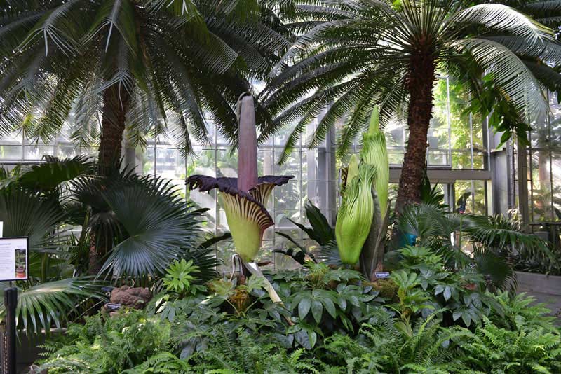 Corpse Flowers in Bloom at the U.S. Botanic Garden in Washington, DC
