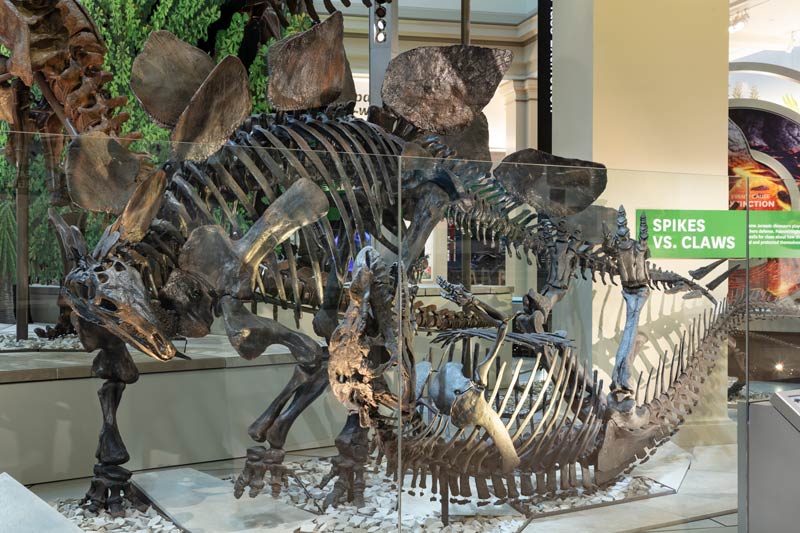 Two dinosaur fossils at the Smithsonian National Museum of Natural History Deep Time exhibit on the National Mall in Washington, DC