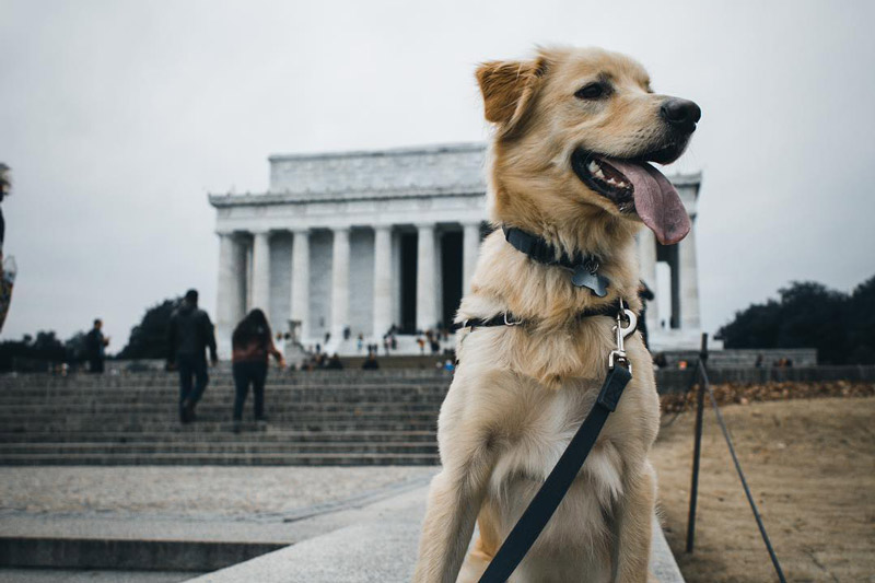 @russ_the_bustagram - Cachorro em frente ao Lincoln Memorial - Locais que aceitam cães em Washington, DC