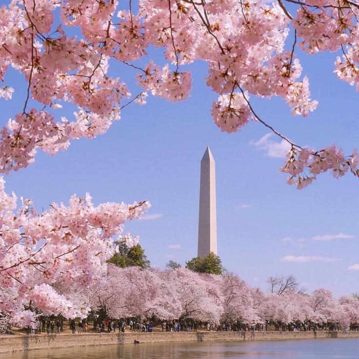 @pamryanbrye_realtor - Tidal Basin Cherry Blossoms