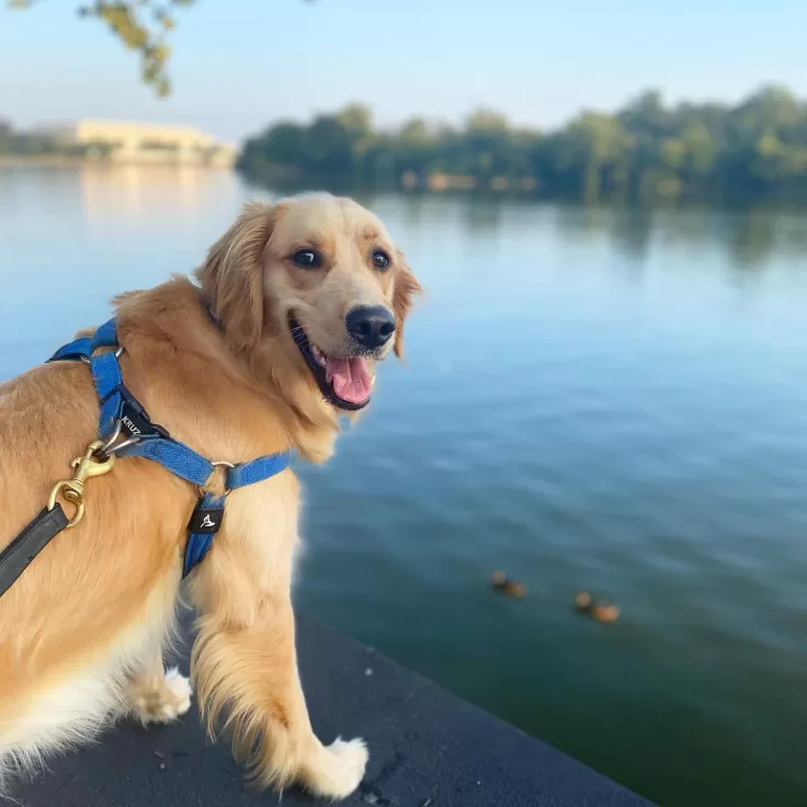 golden retriever at waterfront