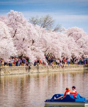 Couple on Tidal Basin Paddleboats - National Cherry Blossom Festival - Washington, DC