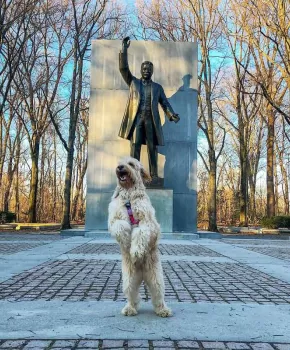 @colbycheesedoodle - Dog at Theodore Roosevelt Island park - Dog-friendly attractions and things to do in Washington, DC