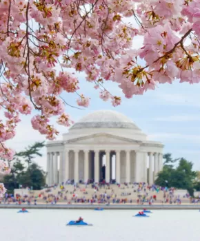 @markeisenhower - Paddleboats by Jefferson Memorial cherry blossoms - Washington, DC