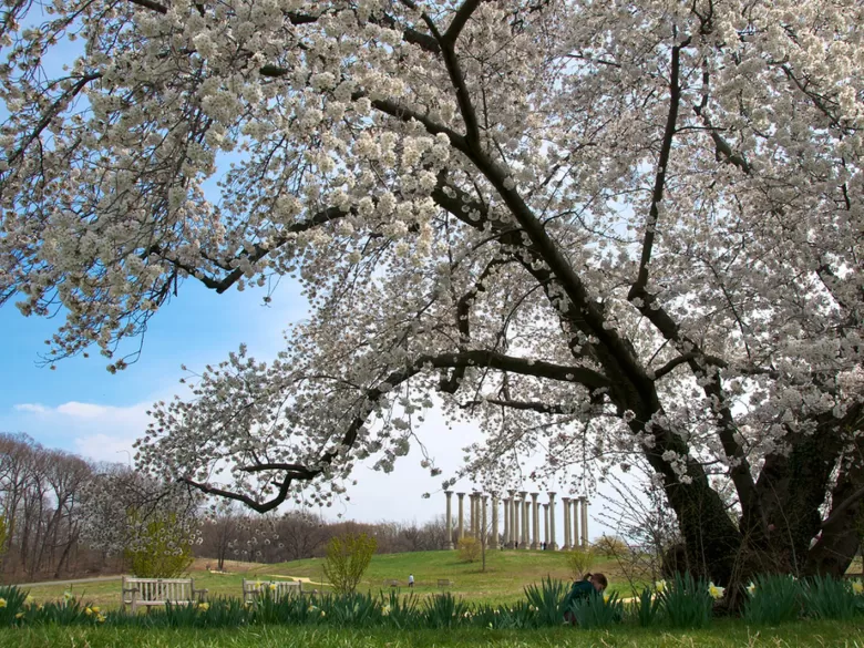 National Arboretum