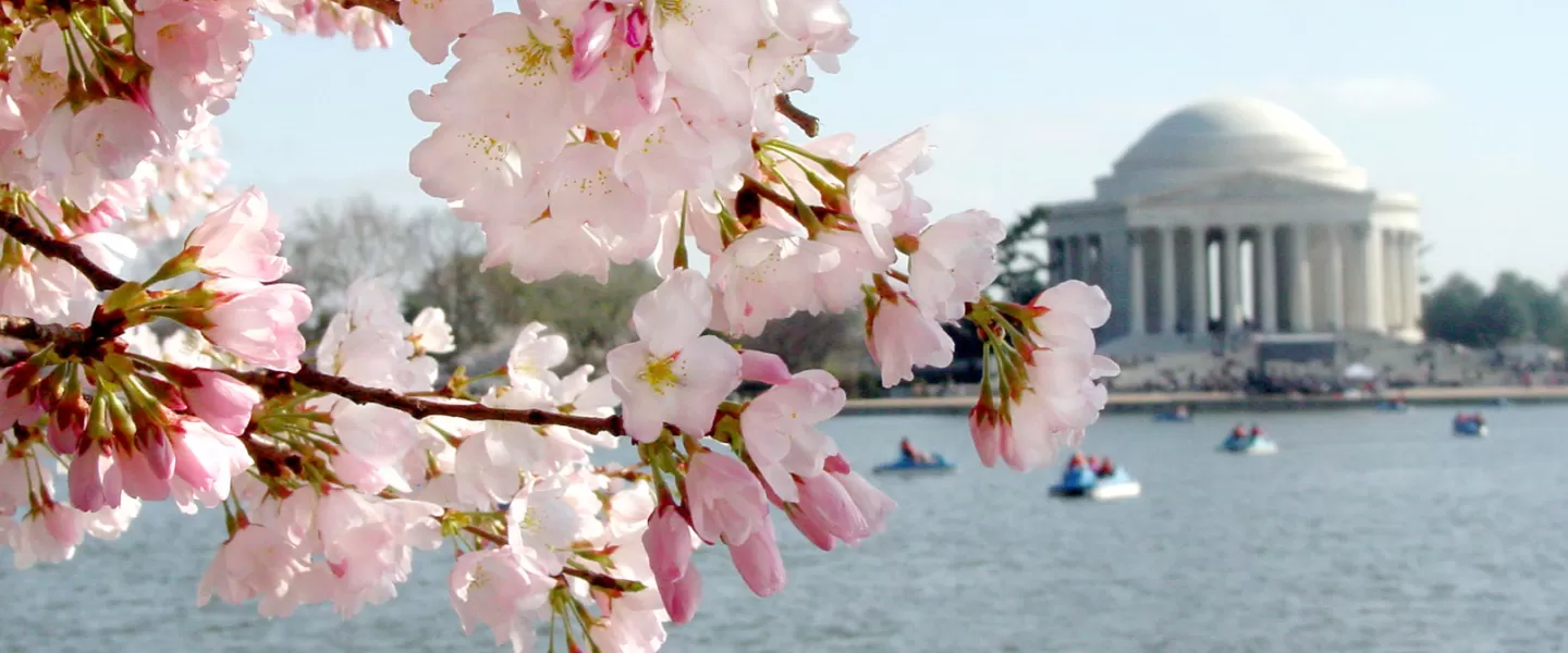 Cherry Blossom bloom