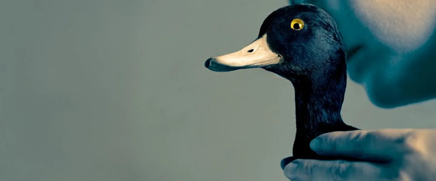 'The Wild Duck'