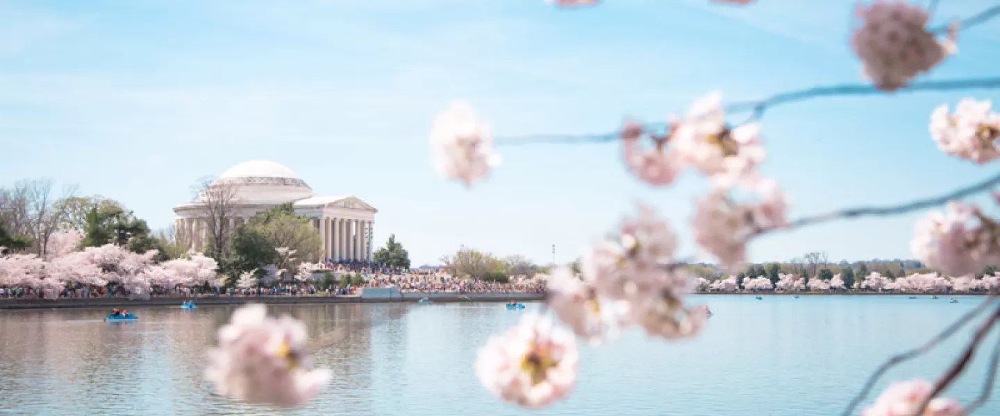 Guide to the National Cherry Blossom Festival in Washington, DC - The Best Things to Do This Spring in DC