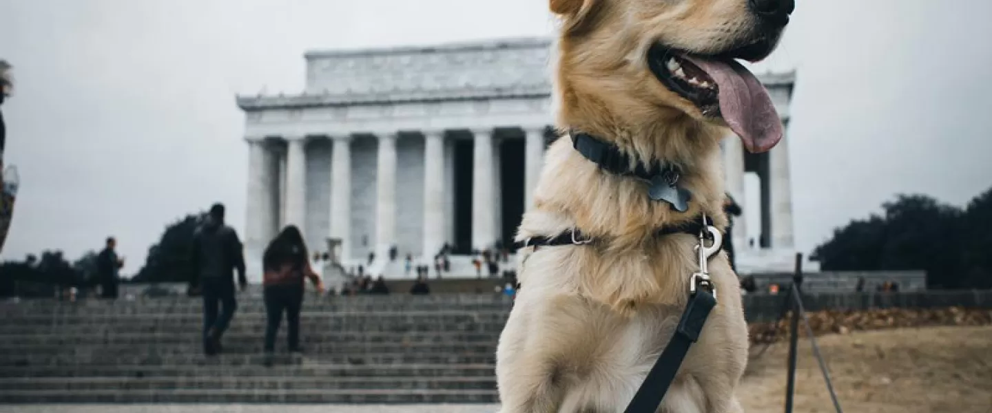 @russ_the_bustagram - Dog in front of Lincoln Memorial - Dog-friendly places in Washington, DC