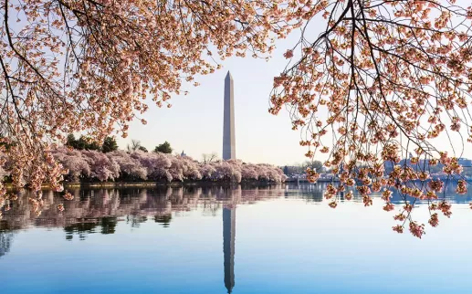 Cherry Blossoms DC Tidal Basin
