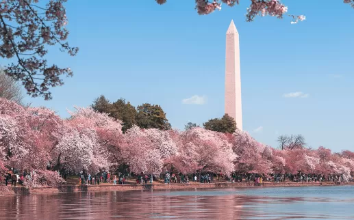 Cherry Blossoms around the Tidal Basin