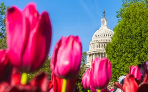 Capitol Tulips
