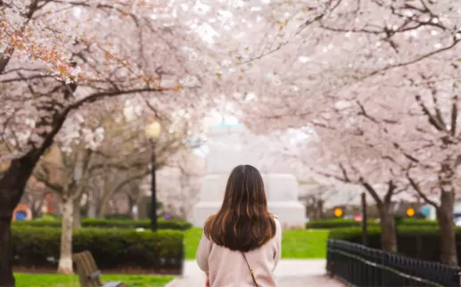 Woman walking under cherry blossoms
