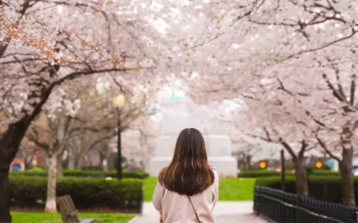 Woman walking under cherry blossoms
