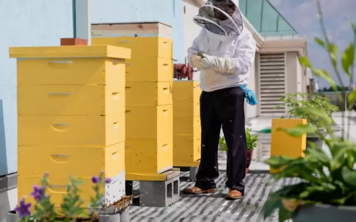 a beekeeper tends to yellow towers of enclosed bee hives on an outdoor terrace