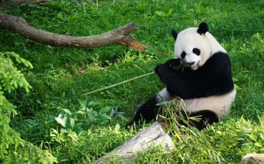 Smithsonian National Zoo Giant Panda - Washington, DC
