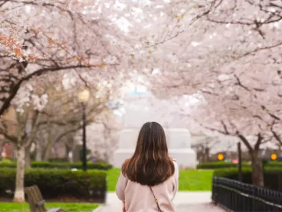 Woman walking under cherry blossoms