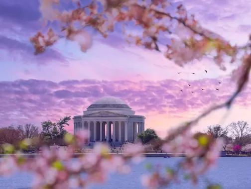 @jonlloydjr - Cherry Blossom Trees with Sunset Sky