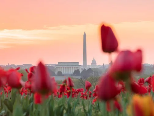 @johiattkim - Tulips with National Monument in background