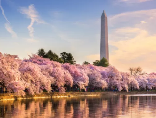 cherry blossom spring