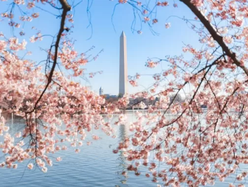 Cherry Blossoms at Tidal Basin with Washington Monument