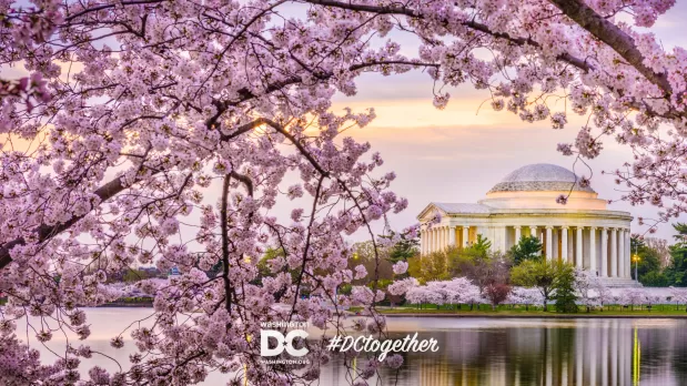 Thomas Jefferson Memorial and Cherry Blossoms Zoom Background Image